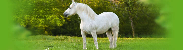 getreidefreies pferdefutter kategorieeinstiegsbanner getreidefreies pferdefutter kategorieeinstiegsbanner